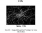 CCT4 antibody - C-terminal region